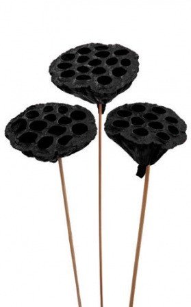 Lotus on stick dyed diameter 6-8 cm 6 pcs/pkg black