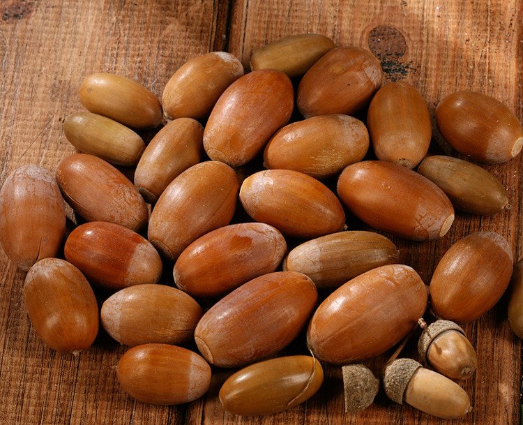 Dried acorns 24 pcs / pack