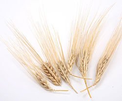 Ears of grain-heads, 24 pcs/pkg