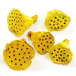 Lotus 2-3 cm 12 pcs yellow