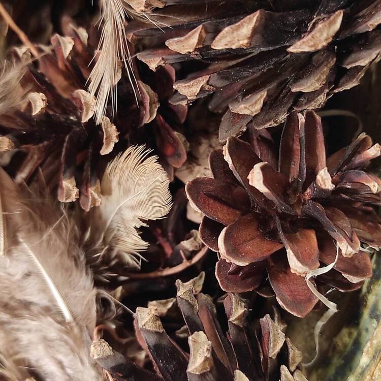 Natürliches Nest, reich ausgestattet, 10-12 cm 