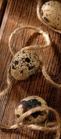 Garland of natural eggs, quail eggs, shell 200 cm