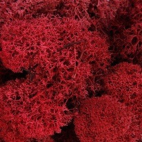 Icelandic moss 50 g, red