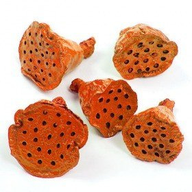 Lotus 2-3 cm 12 pcs orange