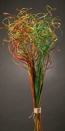 Curly grass, bunch, orange-yellow-green