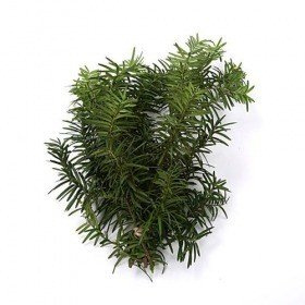 Natural yew,  bunch of 3 twigs, ca. 30 cm