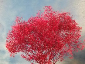 Red gypsophila bunch