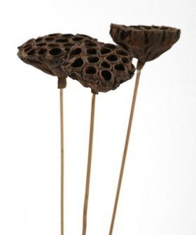 Lotus on stick diameter 8-10 cm 6 pcs/pkg