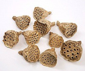 Lotus 2-3 cm 12 pcs gold