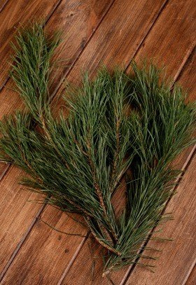 Natural pine, bunch of 3 twigs, ca.30cm