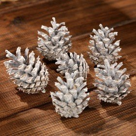 Mountain pine cone, 12 pcs/pkg white