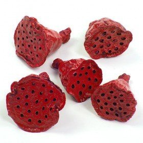 Lotus 2-3 cm 12 pcs claret