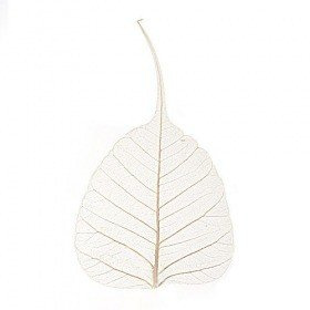 Skeleton leaves, 10 cm, 50 pcs/pkg