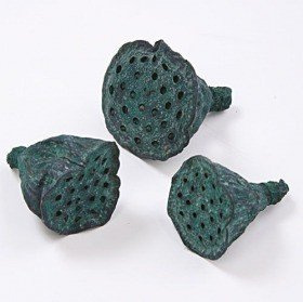 Lotus 2-3 cm 12 pcs green