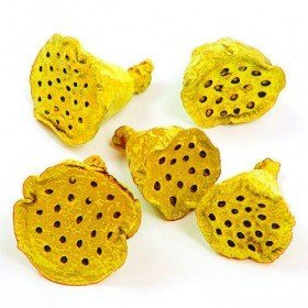 Lotus 2-3 cm 12 pcs yellow