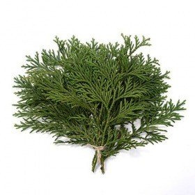 Decorative natural thuja, bunch od 3 twigs, ca. 30 cm