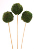  Set od 3 Moss balls (5cm) on a stick