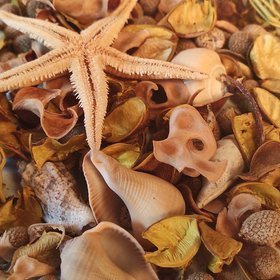 Natural Summer Potpourri