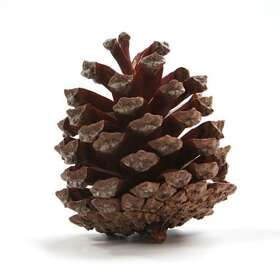 Mountain pine cone, 60 pcs/pkg