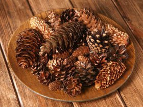 Set of dried cones: pine,pine,larch,douglas fir, beech 35-45 pcs.