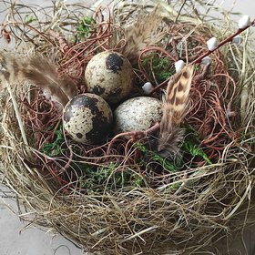 Natura nest with quail eggs